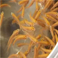 广州优质金丝皖鱼 