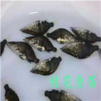 广东桂花鱼苗出售 