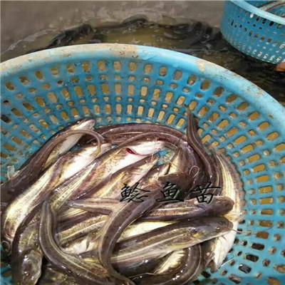 广州鲶鱼苗出售广东鲶鱼苗价格 
