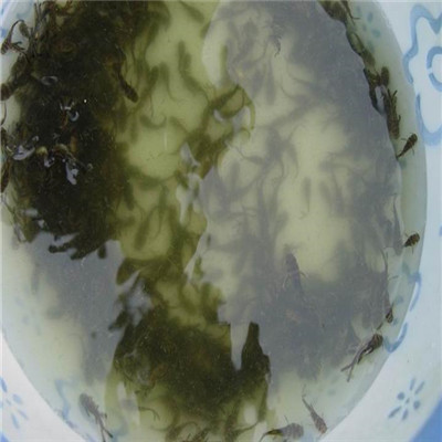 广州黄骨鱼苗供应 