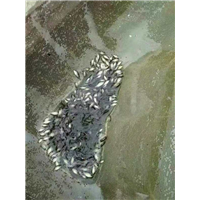 淡水石斑鱼苗，广州鱼苗，花都鱼苗