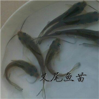 广州叉尾鱼苗出售广东叉尾鱼苗批发 