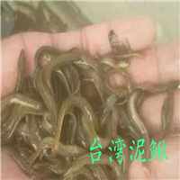 广州台湾泥鳅出售广东台湾泥鳅价格 