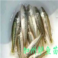 广州加州鲈鱼价格广东加州鲈鱼苗 