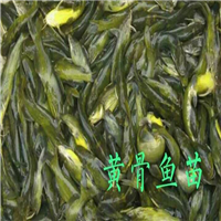 广州黄骨鱼苗广东黄骨鱼苗出售 