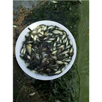 淡水石斑鱼苗-广州粤发水产养殖场