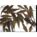 广东优质鳜鱼南方杂交大口鲶鱼苗 