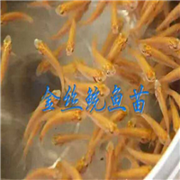 广东金丝皖鱼苗 