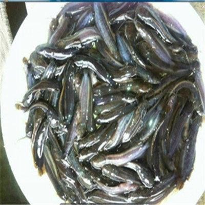 广州塘角鱼出售花都塘角鱼批发