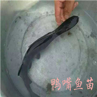 广州鸭嘴鱼苗出售广东鸭嘴鱼苗批发