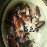广州哪里有卖鲳鱼苗广州鲳鱼苗出售 