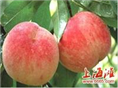 安徽砀山桃基地-砀山桃子之乡、砀山水果之乡、安徽砀山桃之乡 