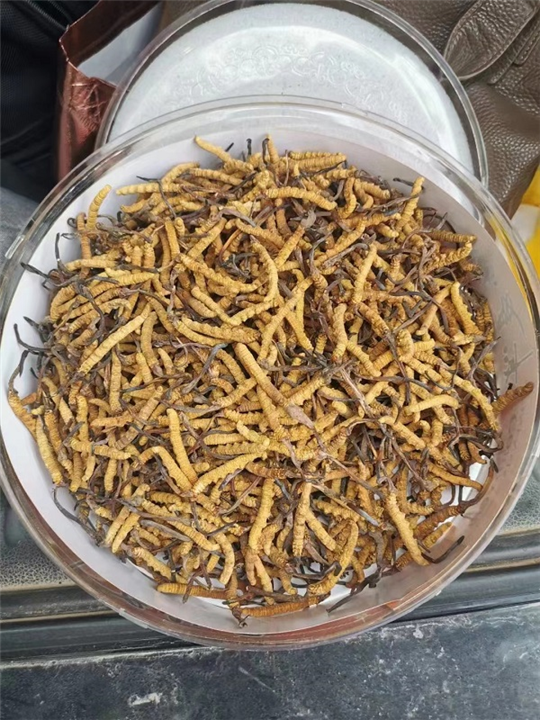 盐城礼品回收知道真正的冬虫夏草几对脚