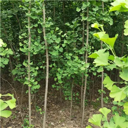 安徽银杏树
