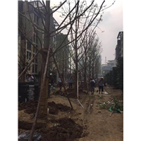 安徽银杏树_安徽银杏树苗_安徽银杏