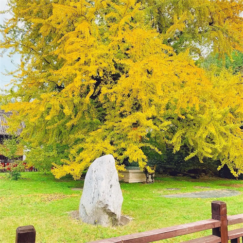 安徽银杏树批发价格