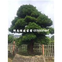 精品造型罗汉松-湖南造型罗汉松精品 