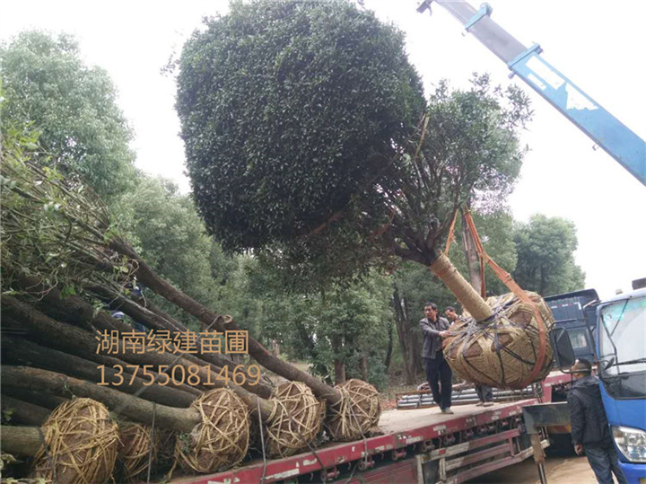 湖南二十公分桂花（精品） 