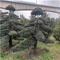 湖南造型罗汉松基地