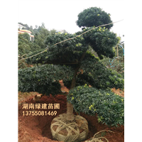湖南造型罗汉松起树中 