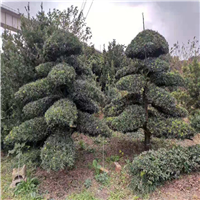 长沙罗汉松