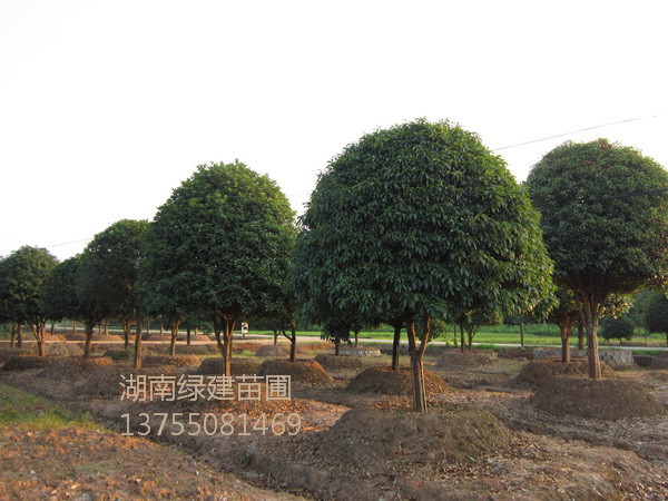 湖南高杆桂花-湖南精品桂花 