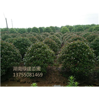 湖南红叶石楠球 