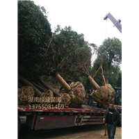 湖南二十公分桂花【精品桂花树】看中的联系 