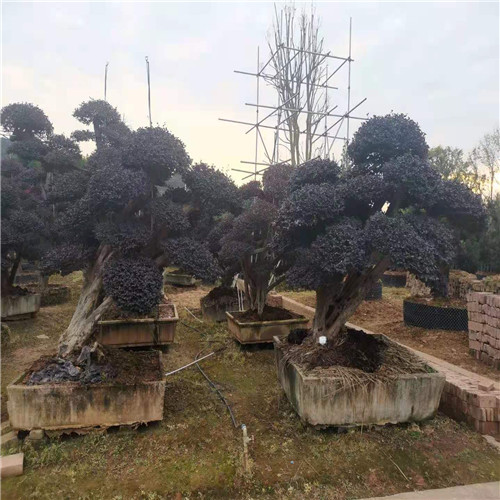 长沙造型红继木