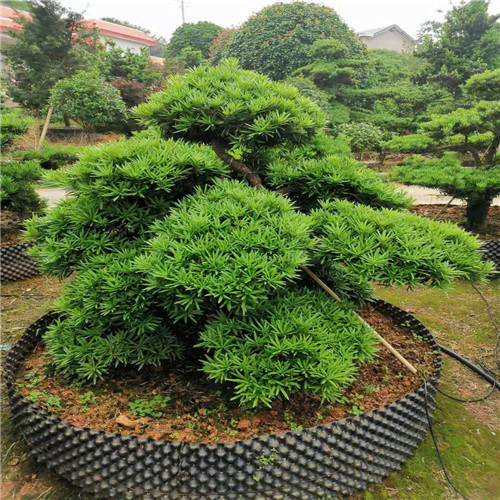 出售造型罗汉松