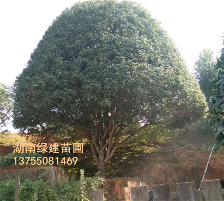 三十公分湖南桂花品种（金桂） 