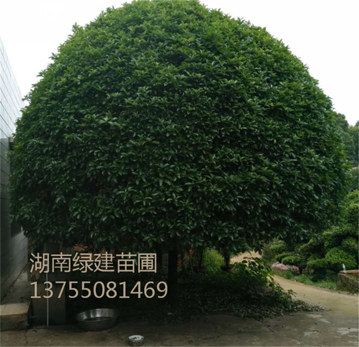 【自家门前】湖南二十公分桂花-湖南桂花树 