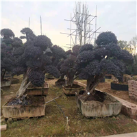 长沙造型红继木
