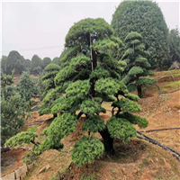 湘潭造型罗汉松