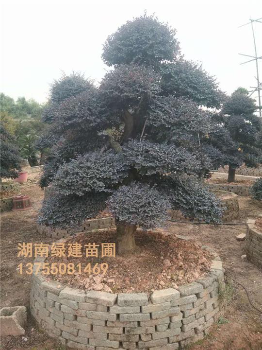 精品湖南造型红继木桩BD 