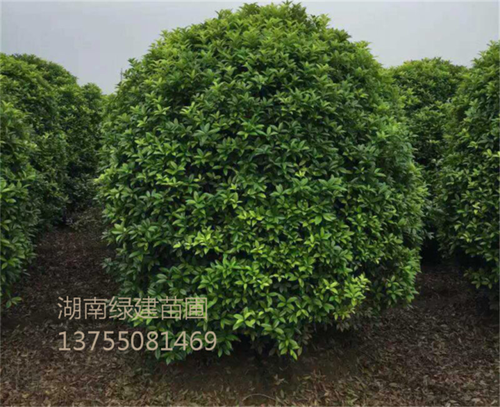 湖南地笼桂-湖南桂花 