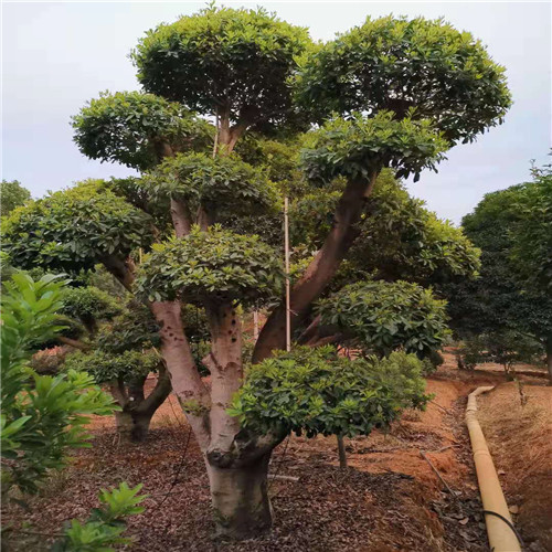 株洲造型杨梅桩
