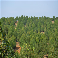湖南桂花树批发价格