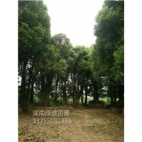 多头香樟基地 