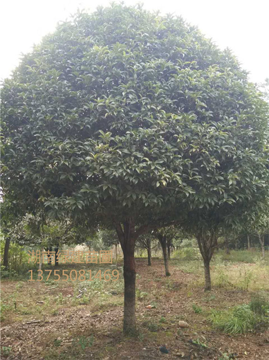 湖南桂花-二十公分精品桂花 
