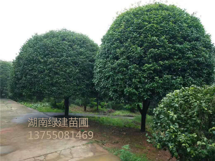 湖南桂花树-二十公分桂花 