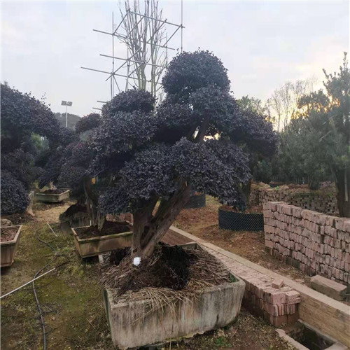 株洲造型红继木