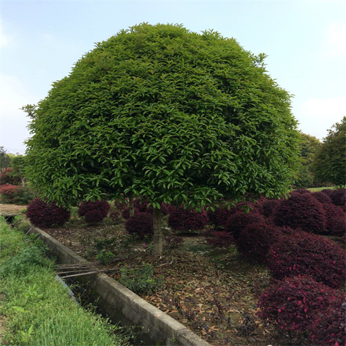 湖南桂花树价格