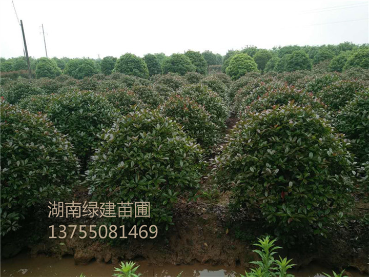 湖南红叶石楠球 