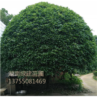 湖南二十公分桂花-精品桂花 