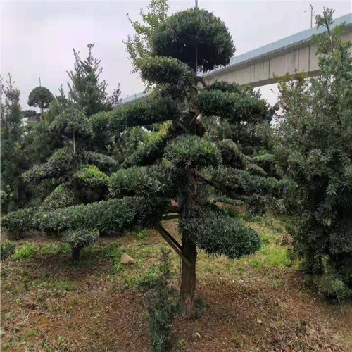 岳阳造型罗汉松
