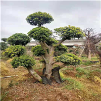 湖南罗汉松基地