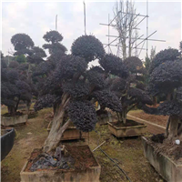 山东造型罗汉松