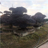 长沙造型罗汉松基地