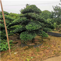 长沙批发造型罗汉松